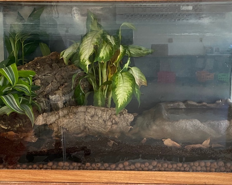 Tiger salamander terrarium with live plants and cork hides.