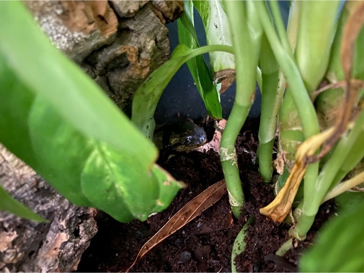 One tiger salamander seen through plants, hiding behind a cork slab.